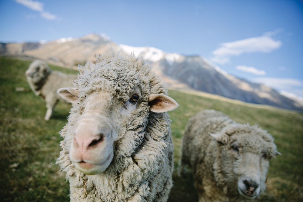 Premium Merino Wool